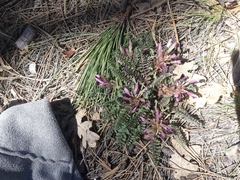 Pedicularis centranthera