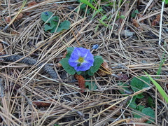 Solanum demissum