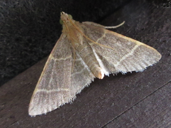 Hypsopygia glaucinalis