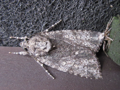 Acronictinae