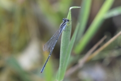 Pseudagrion hypermelas