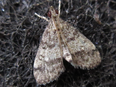 Dolicharthria bruguieralis