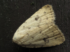 Anachrostis nigripunctalis