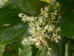 Miconia theizans