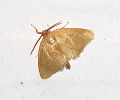 Tortricidia pallida