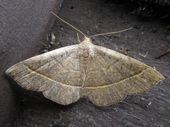 Paracolax trilinealis