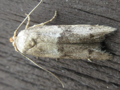 Neoblastobasis biceratala