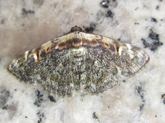 Hypostrotia cinerea
