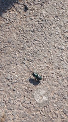 Pasimachus mexicanus