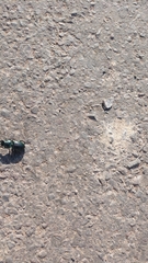 Pasimachus mexicanus