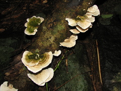Trametes maxima