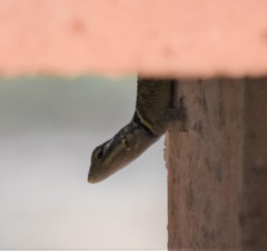 Sceloporus cyanogenys