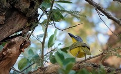 Malaconotus blanchoti