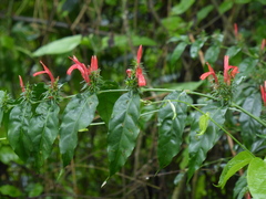 Justicia brasiliana