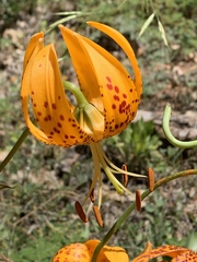 Lilium humboldtii humboldtii