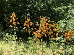 Lilium humboldtii humboldtii