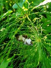 Mesoleuca albicillata