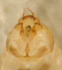 Lachesilla pacifica