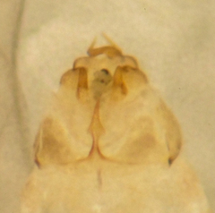 Lachesilla pacifica