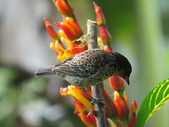 Ixothraupis rufigula