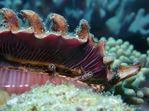 Millipede Spider Conch