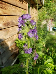 Phacelia franklinii