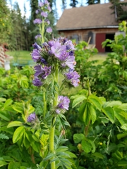 Phacelia franklinii