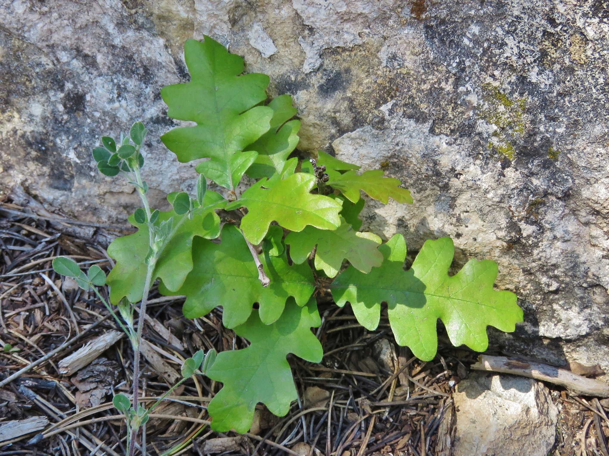 Quercus Gambelii Inaturalist Sweden