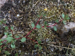 Polygonum minimum
