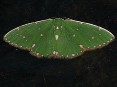 Argyrocosma inductaria