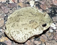 Anaxyrus speciosus