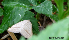 Petrophora chlorosata