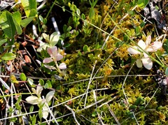 Exobasidium oxycocci