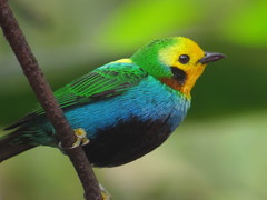 Chlorochrysa nitidissima