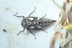 Bathysmatophorinae