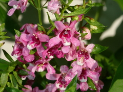 Angelonia angustifolia