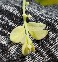 Exobasidium oxycocci