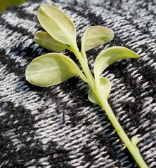 Exobasidium oxycocci