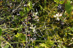 Exobasidium oxycocci