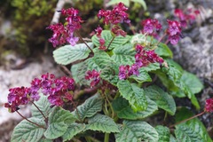 Didymocarpus primulifolius