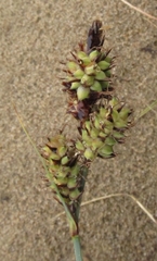 Carex sabulosa