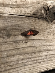 Virbia laeta
