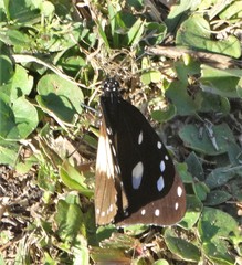 Amauris ochlea ochlea