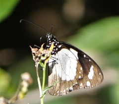 Amauris ochlea ochlea