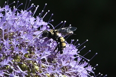 Triepeolus concavus