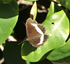 Eurytela hiarbas angustata