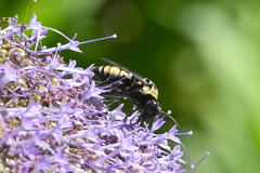 Triepeolus concavus