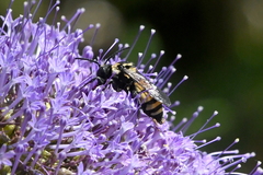 Triepeolus concavus