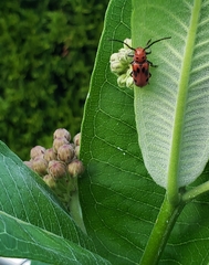 Tetraopes tetrophthalmus