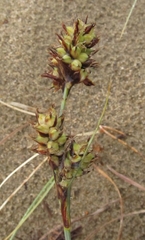 Carex sabulosa